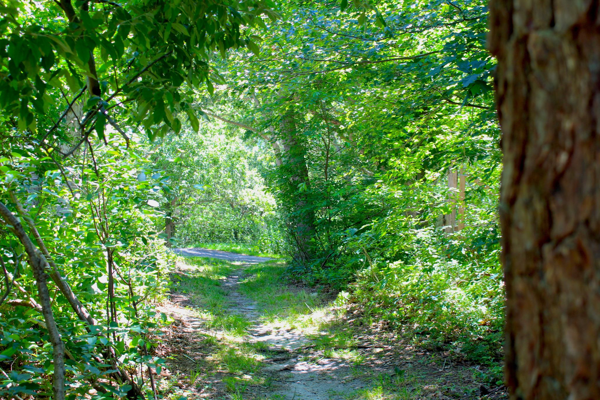 grassy path