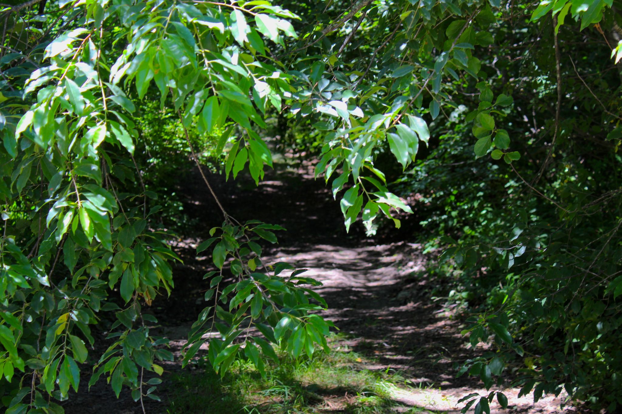 overgrown path