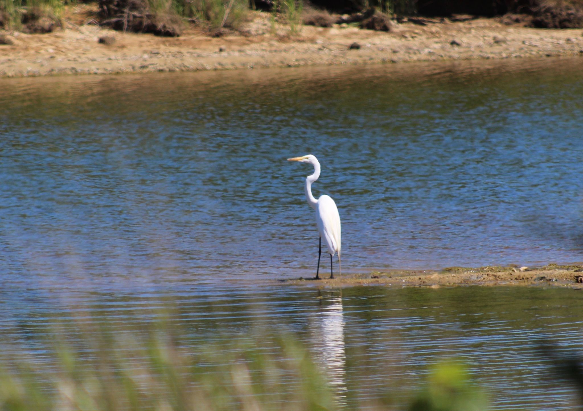 Great Egret