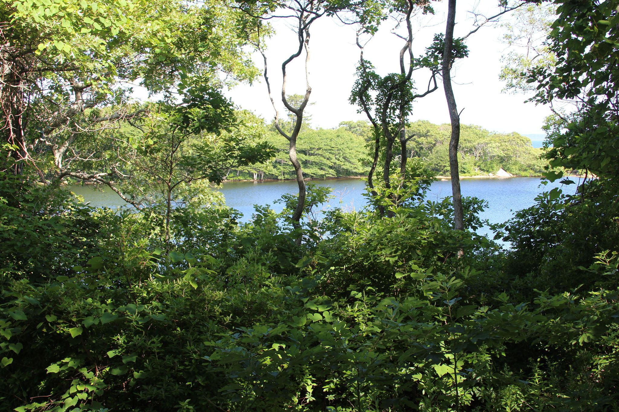 view to pond