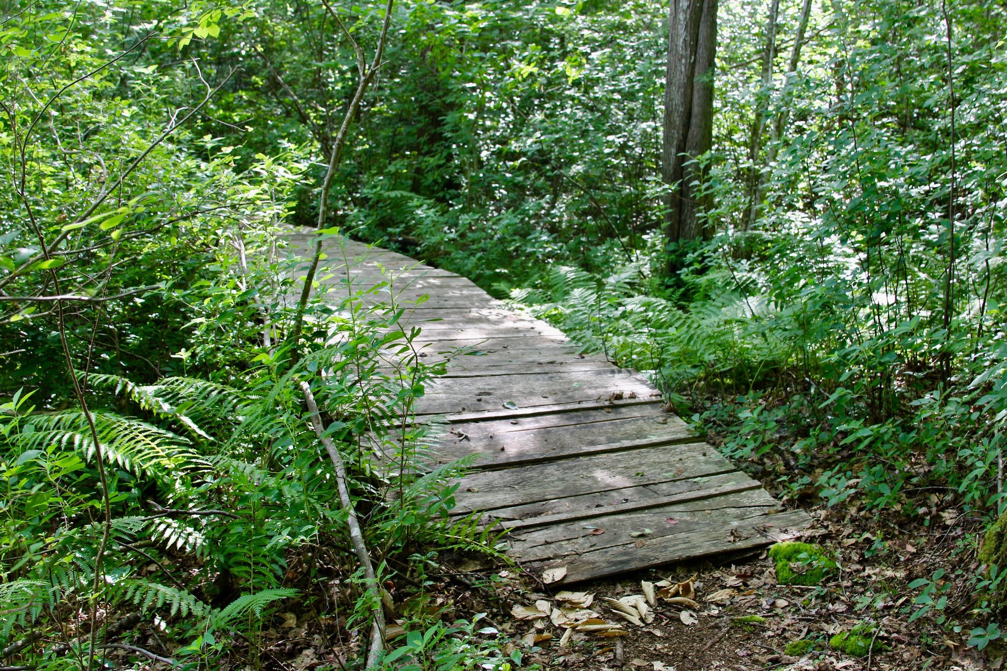 footbridge