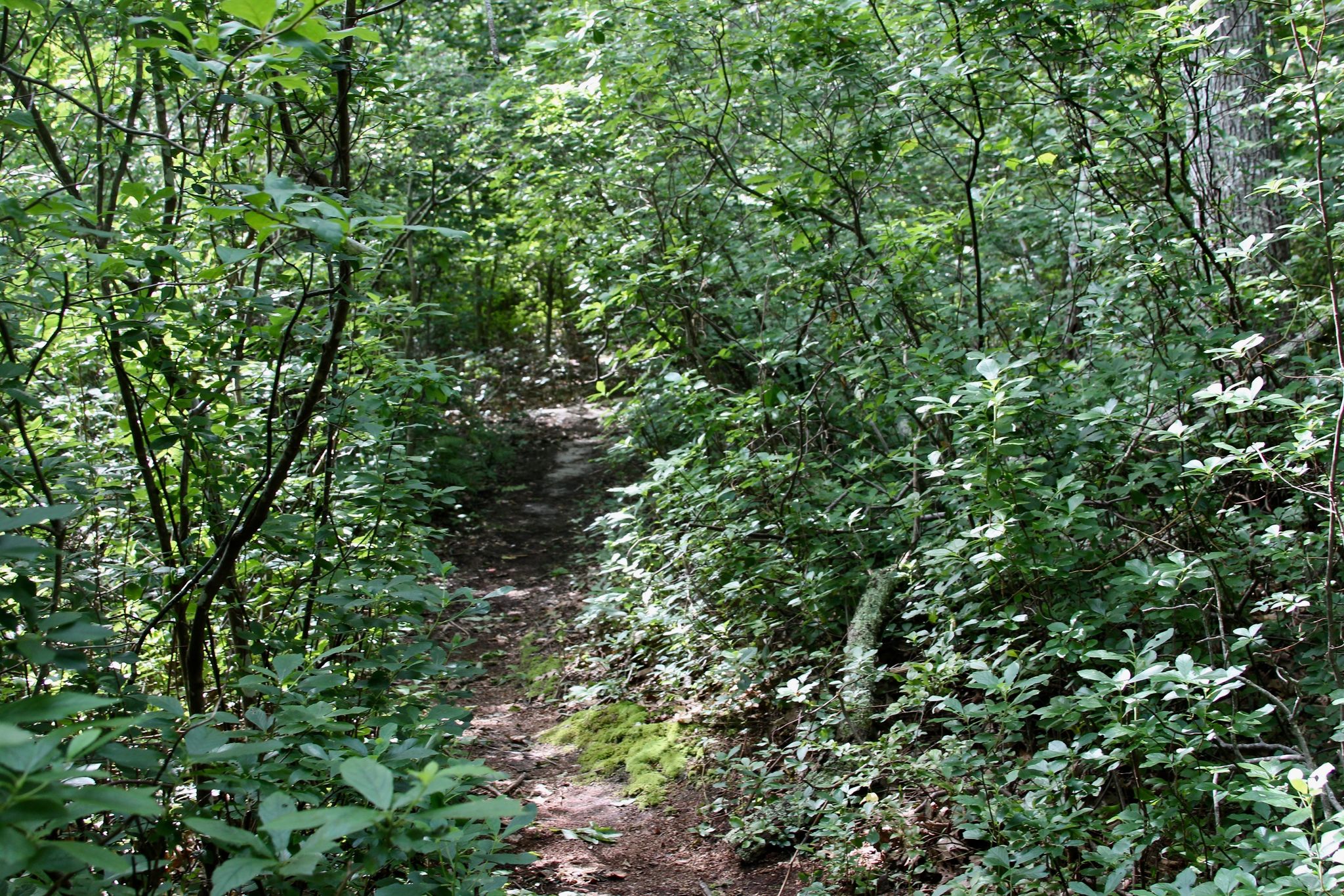 narrow woods trail