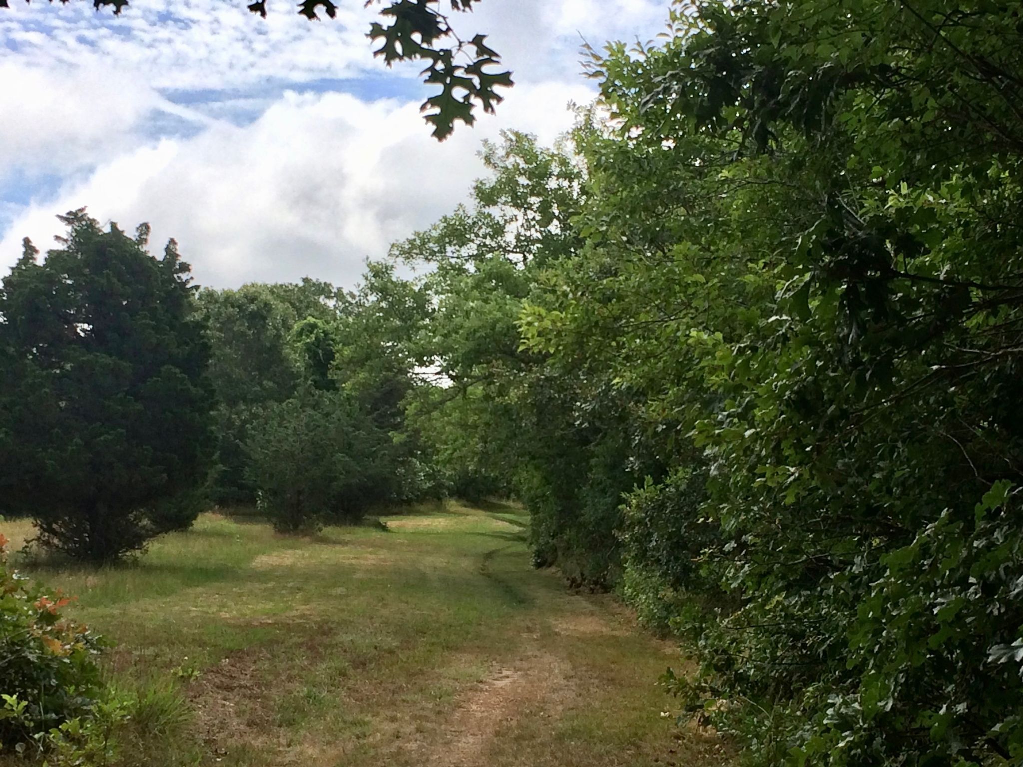 grassy trail