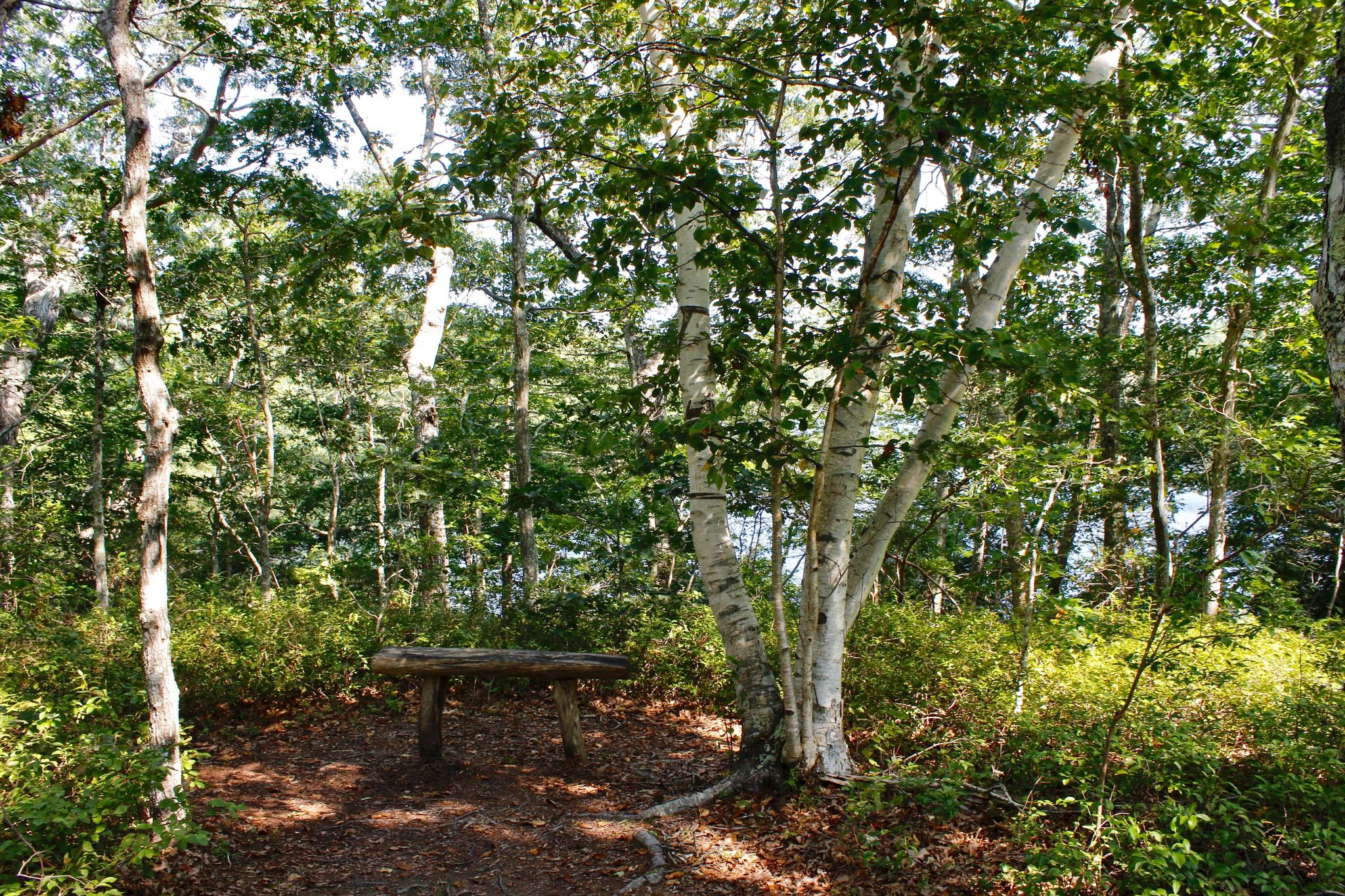 summer at the bench