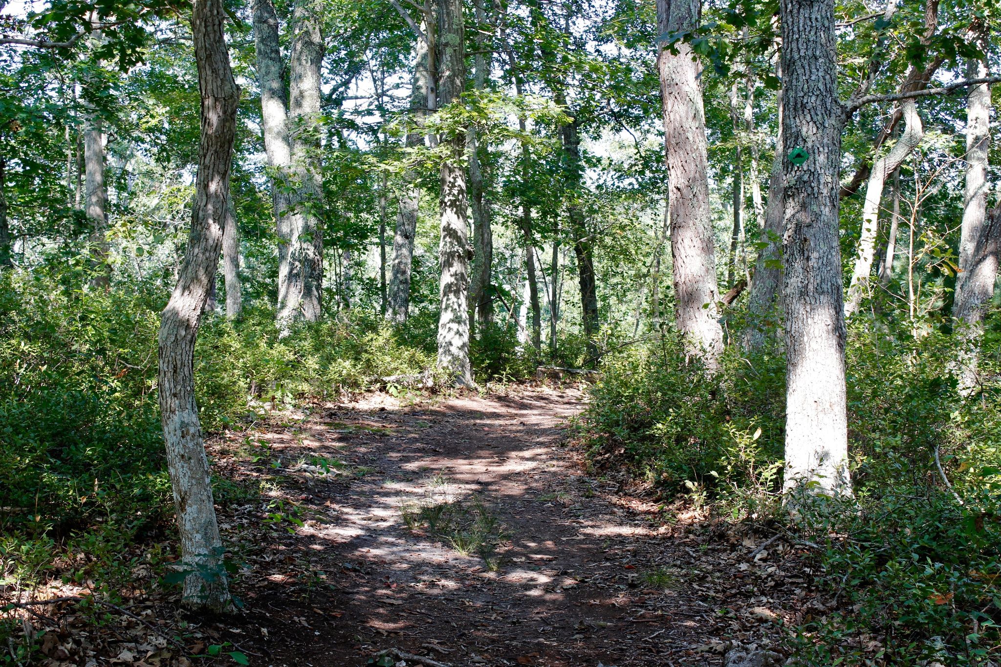 woods trail