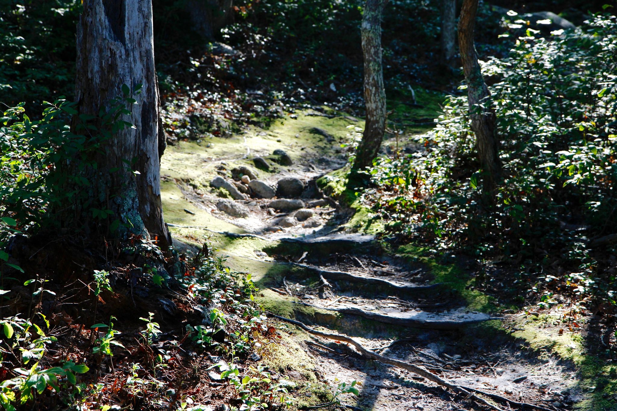 roots and rocks along trail