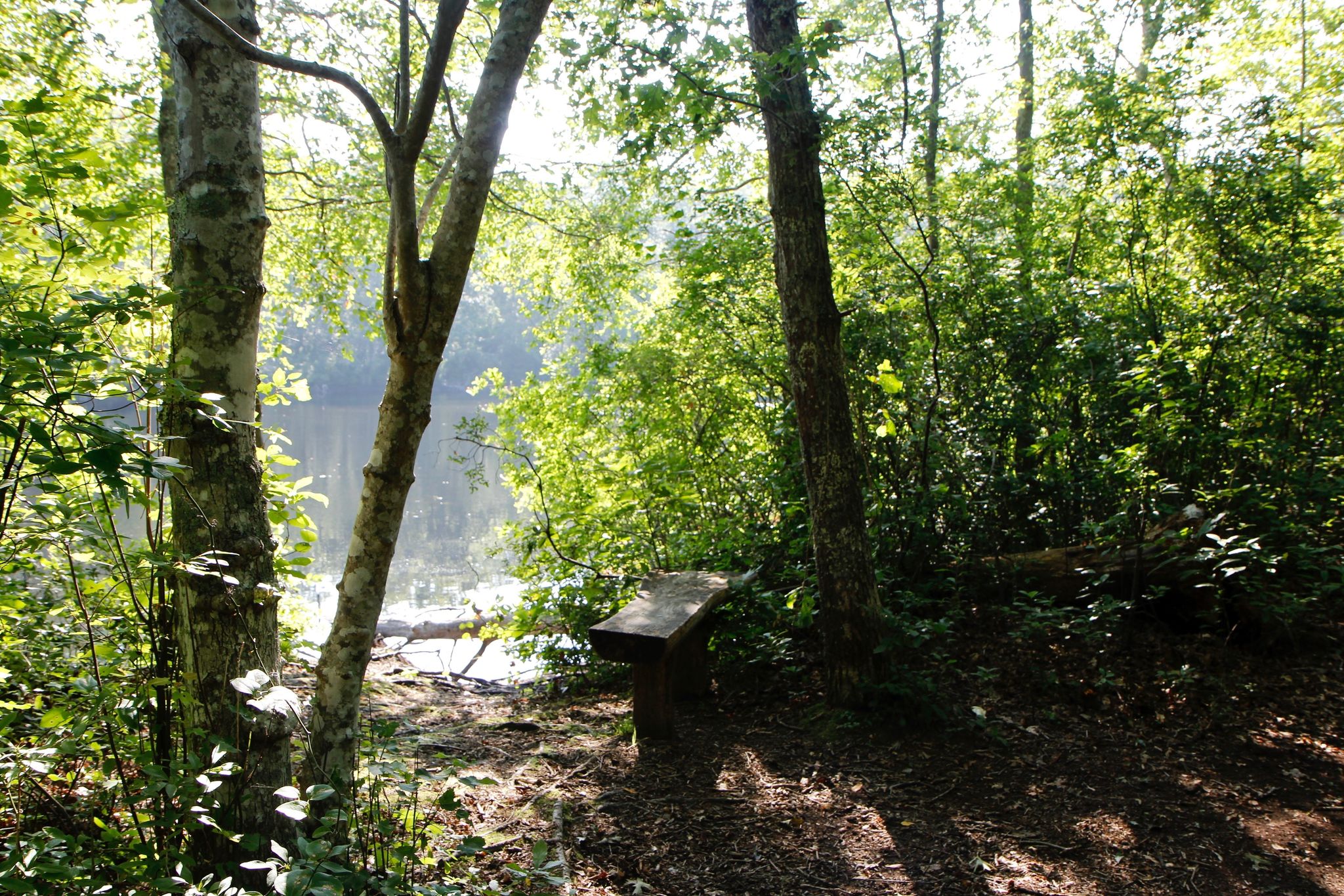 bench in summer