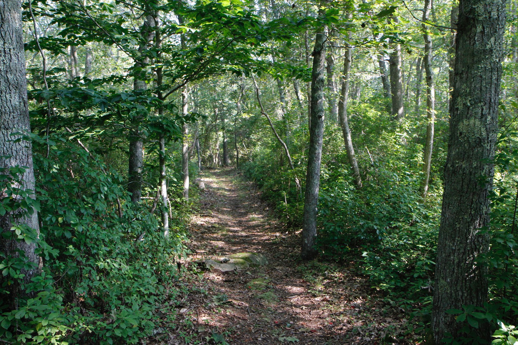 woods trail