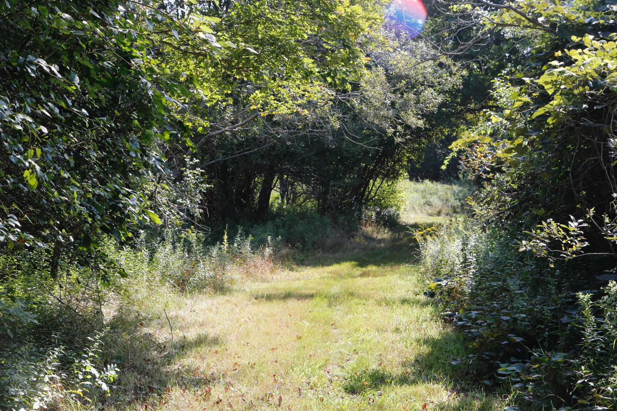 short grassy trail