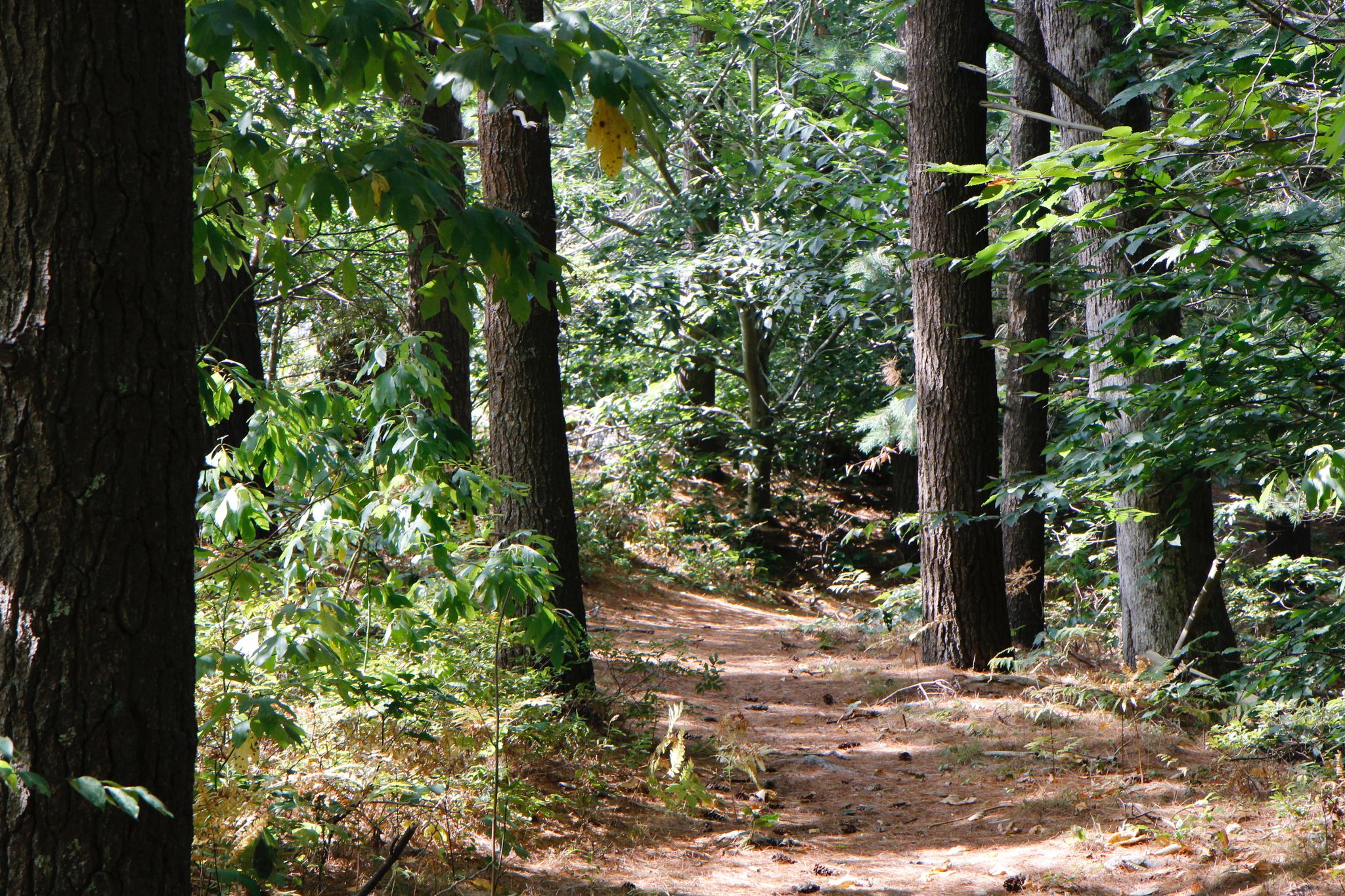 pine-needled path