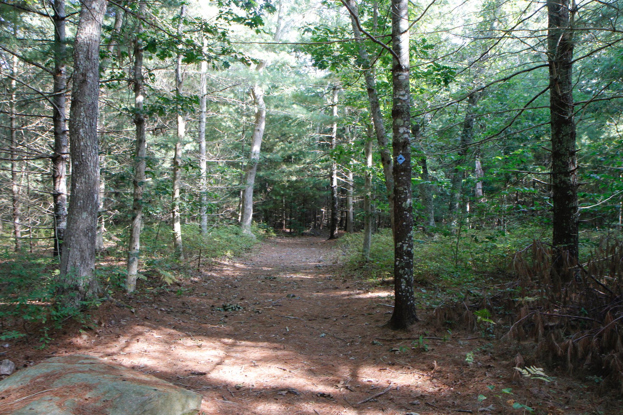 woods trail