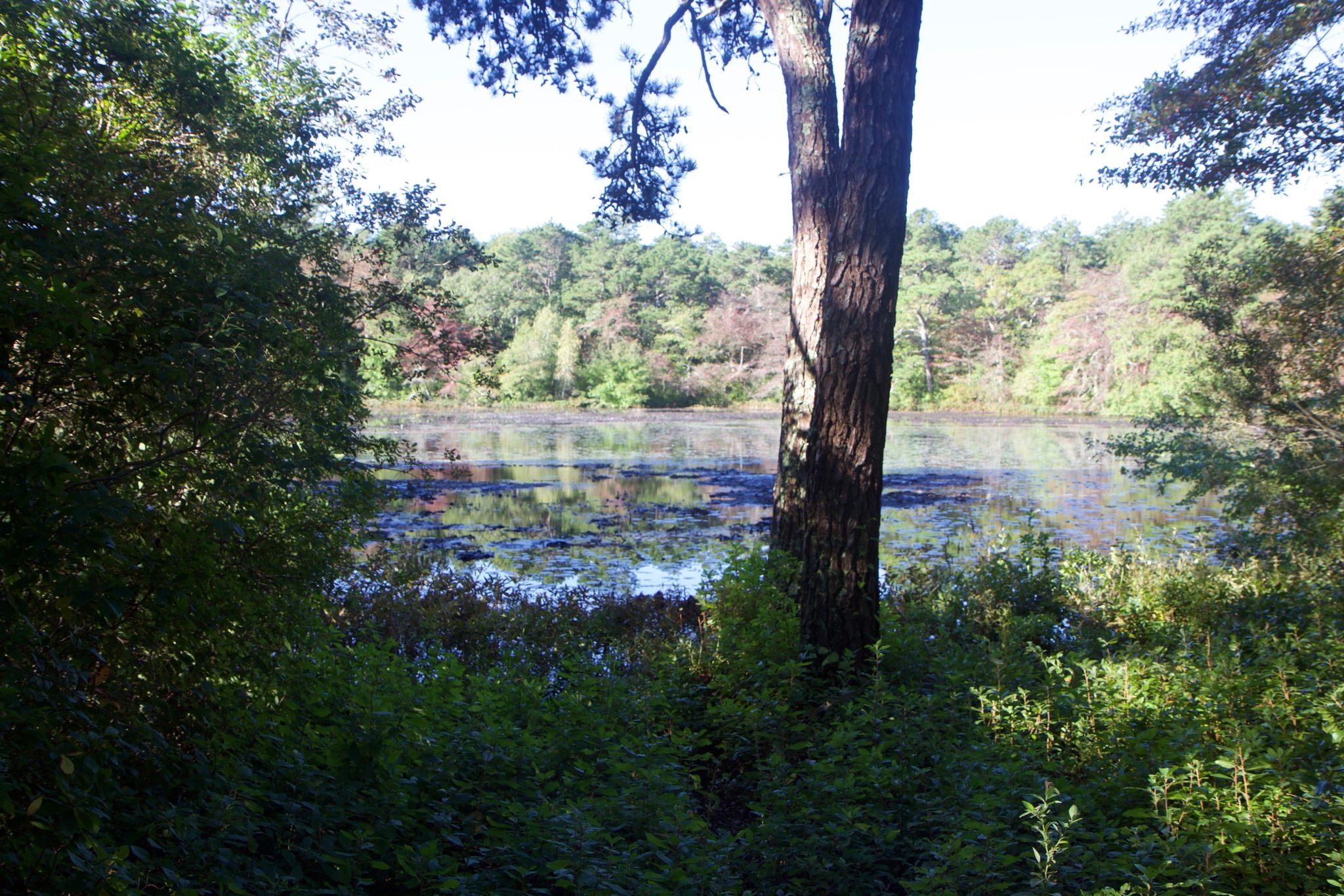 fall view of Big Pond