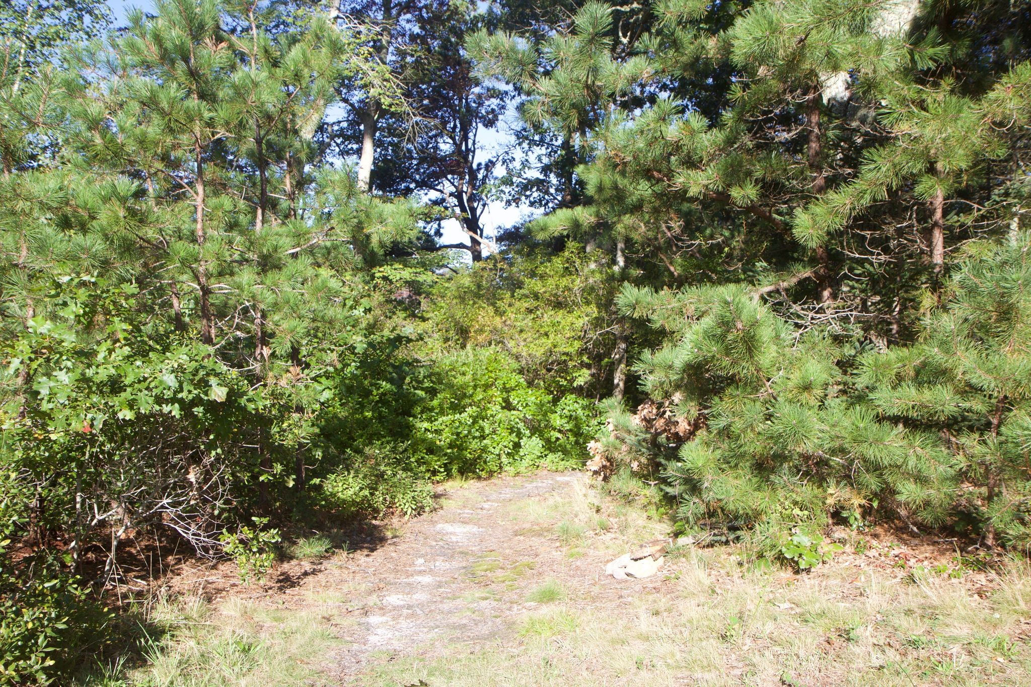 One entry path to Big Pond Loop