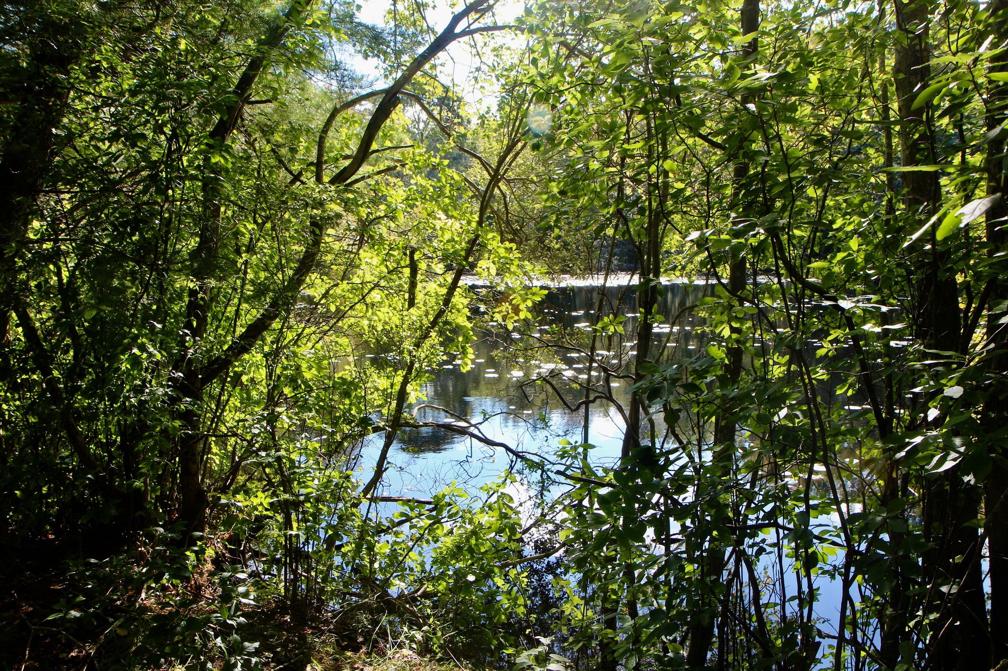 view of pond