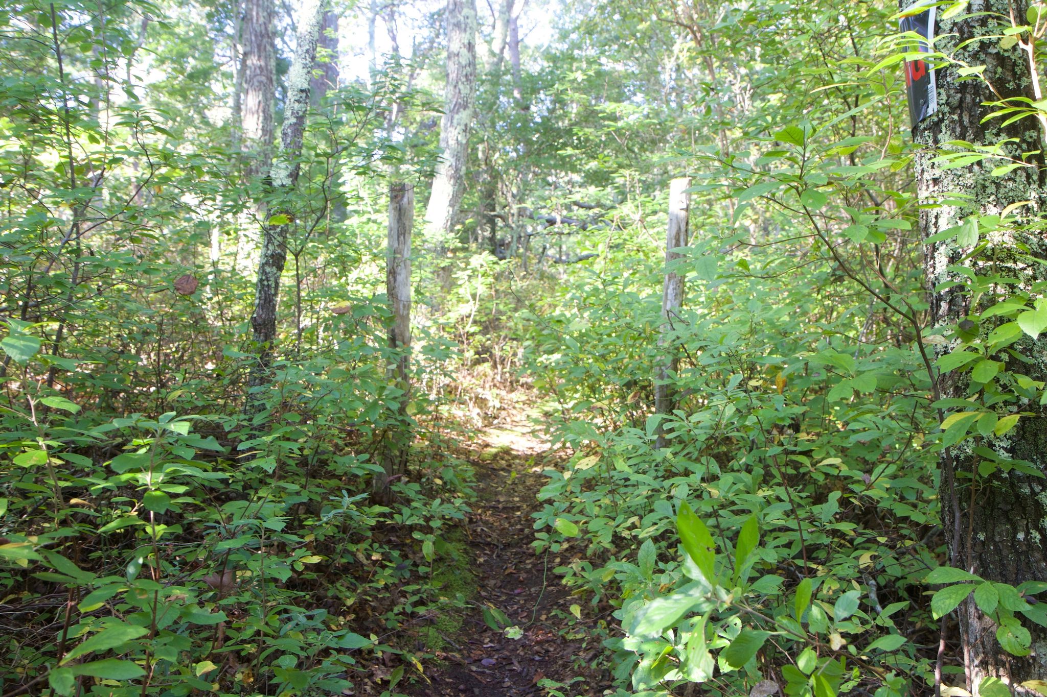 beginning of trail at Cranberry Acres Big Pond trail