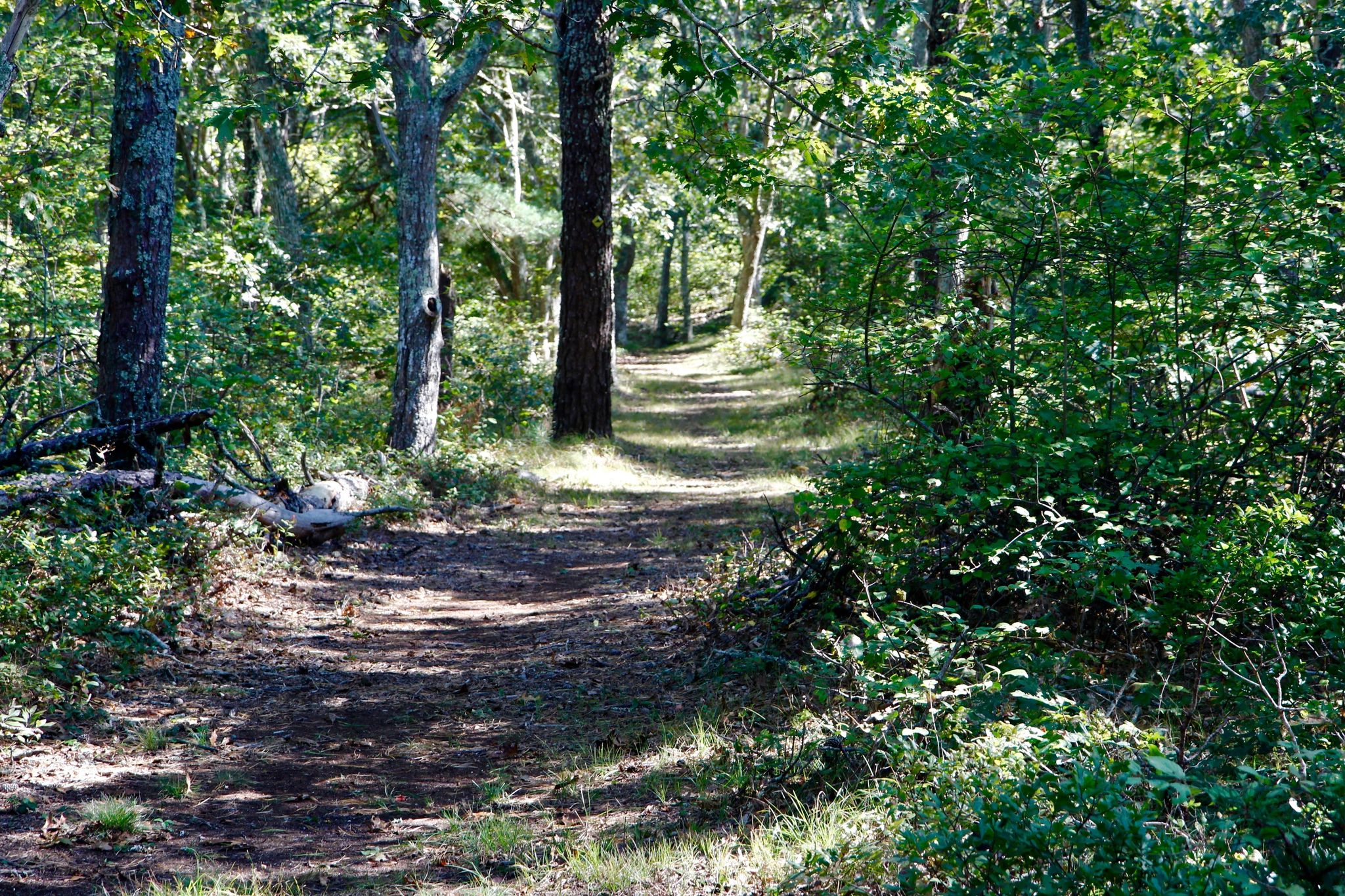 woods trail