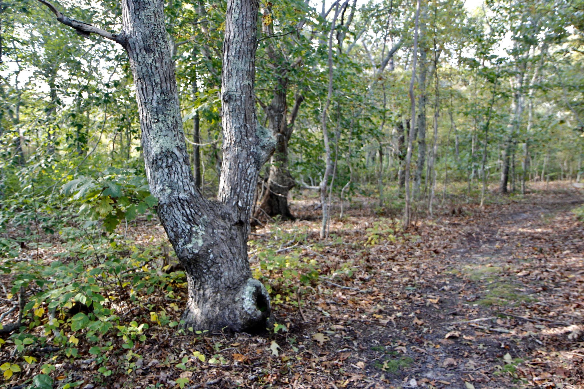 woods trail