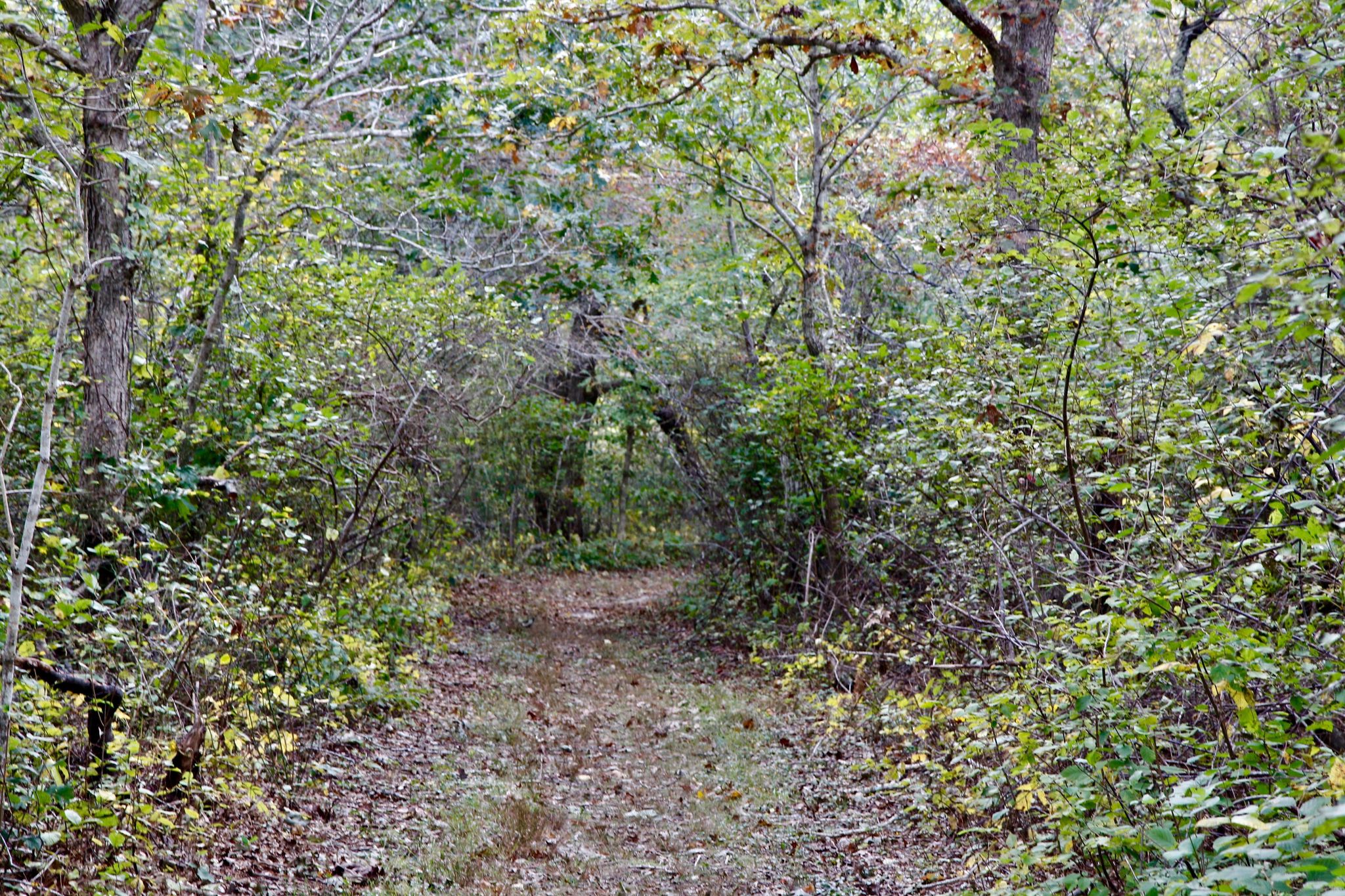 woods trail