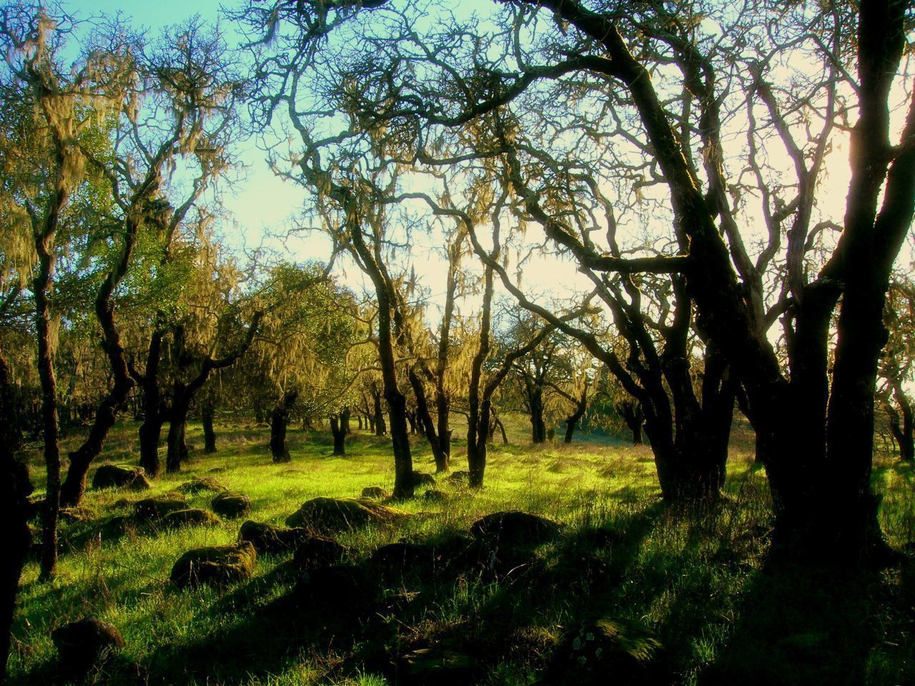 oak trees covered in lichen - annadel state park
