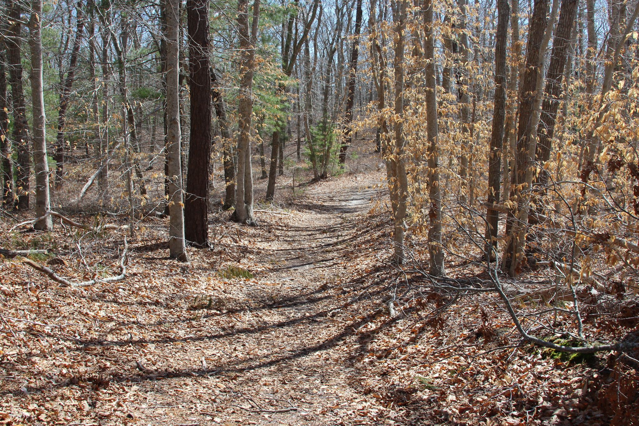 woods trail in parts