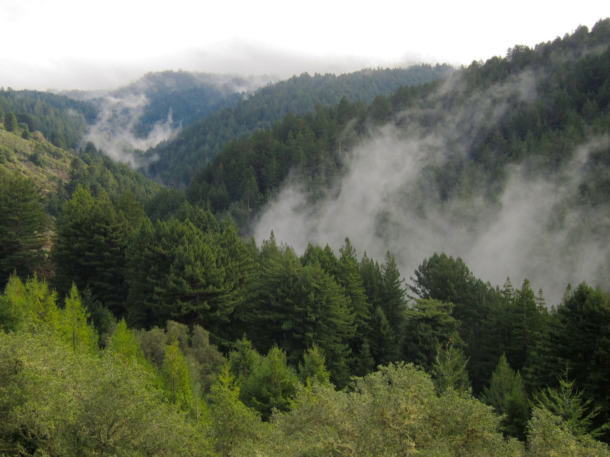 View from Purisima Creek Redwood Open Space Preserve Harkins Ridge Trail