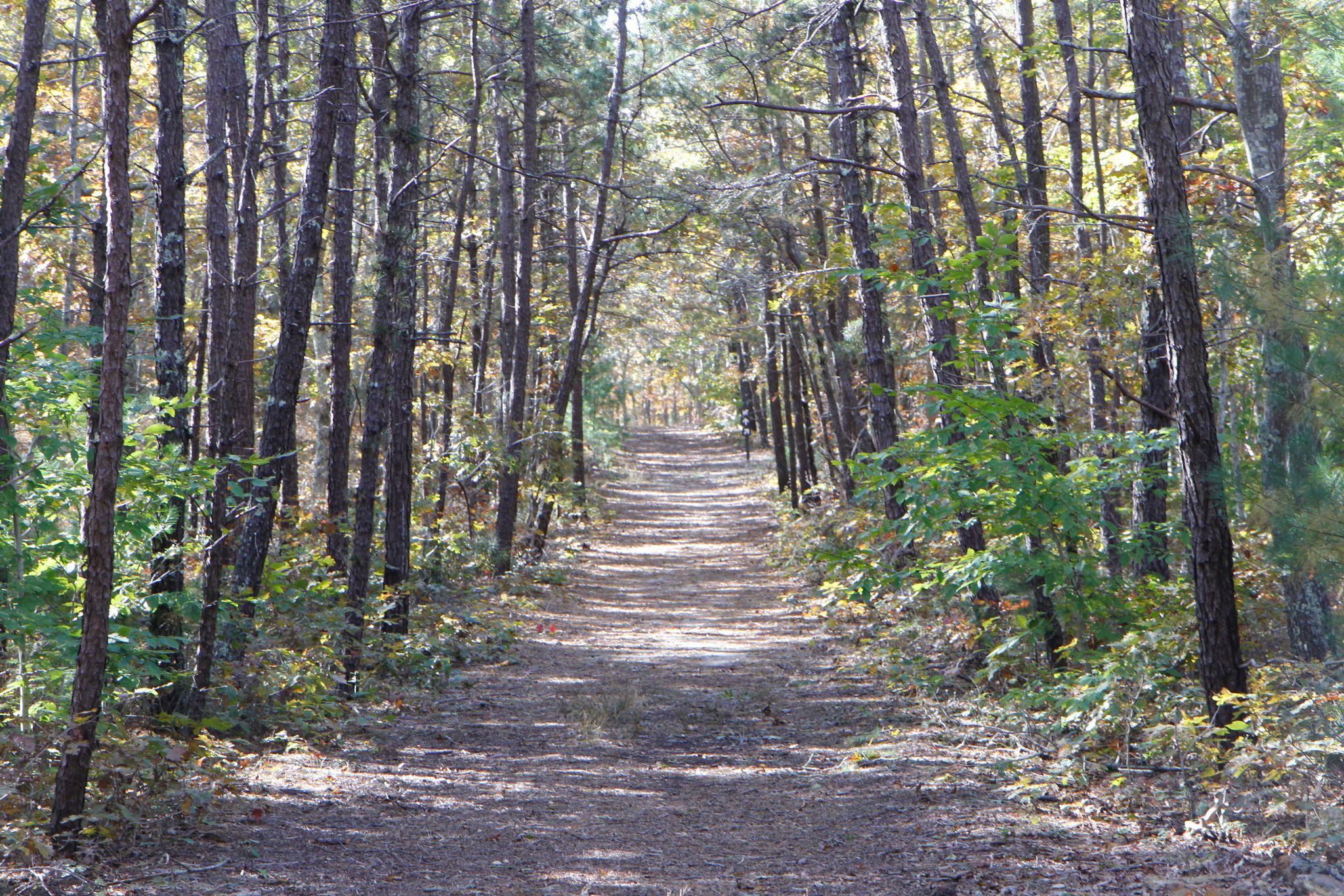 wide woods trail