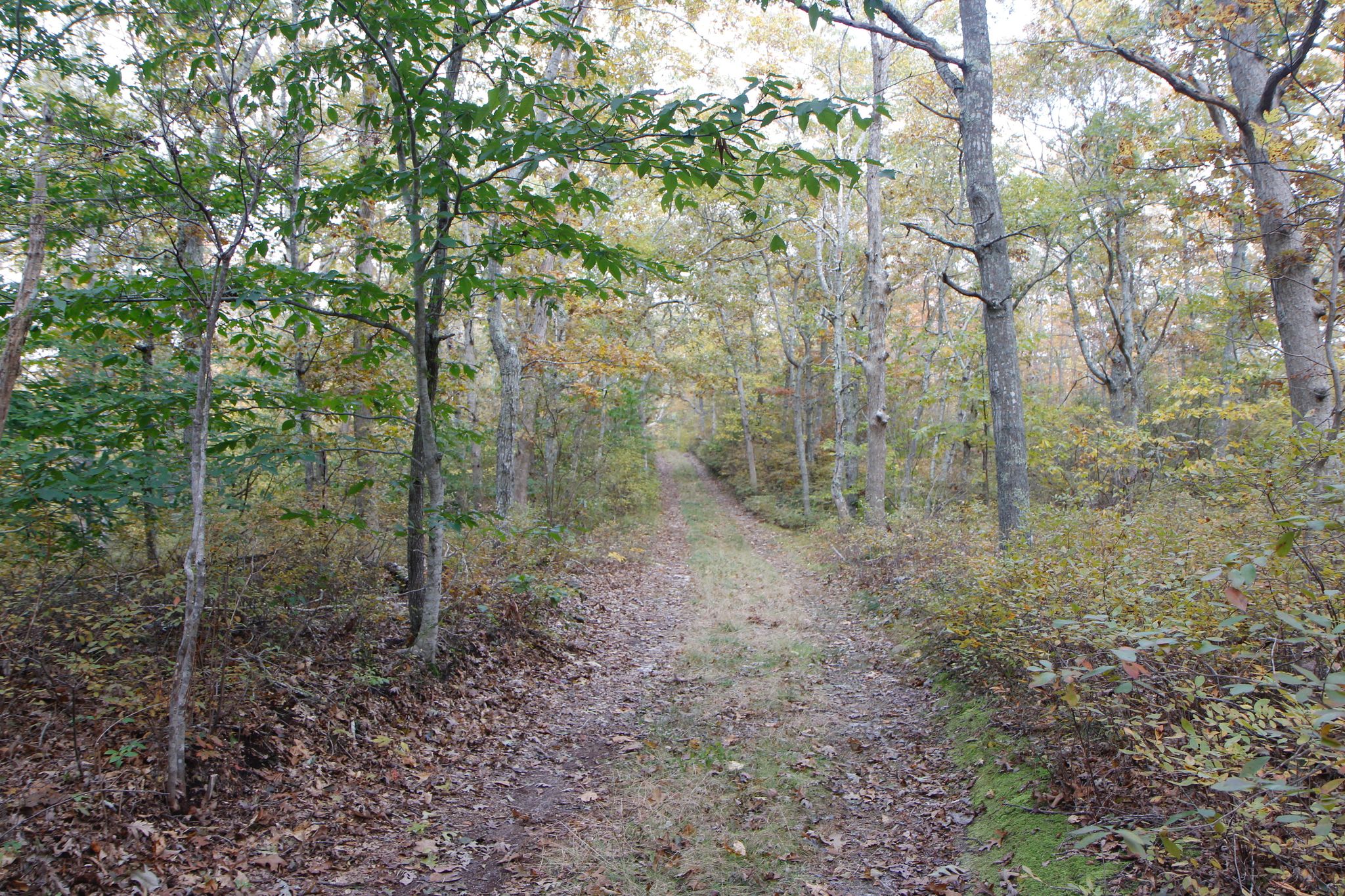 dirt road in fall