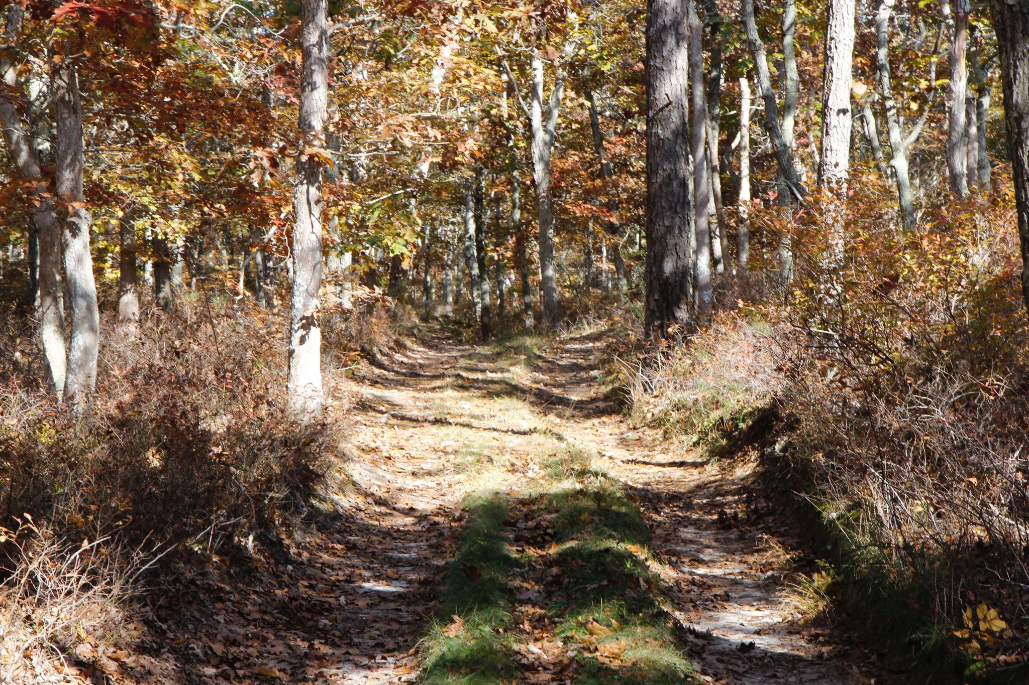 dirt/grassy road