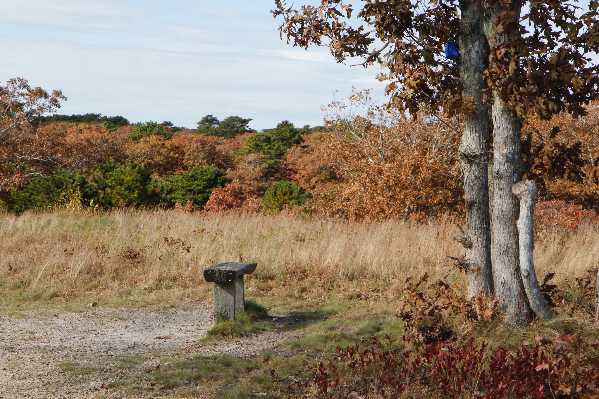 bench along path