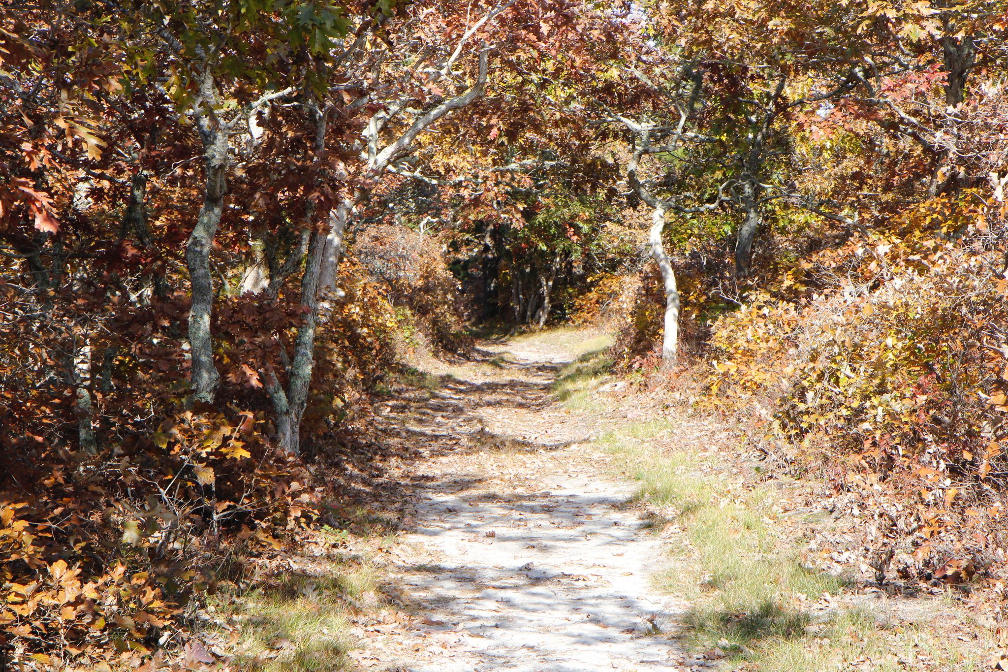 fall view