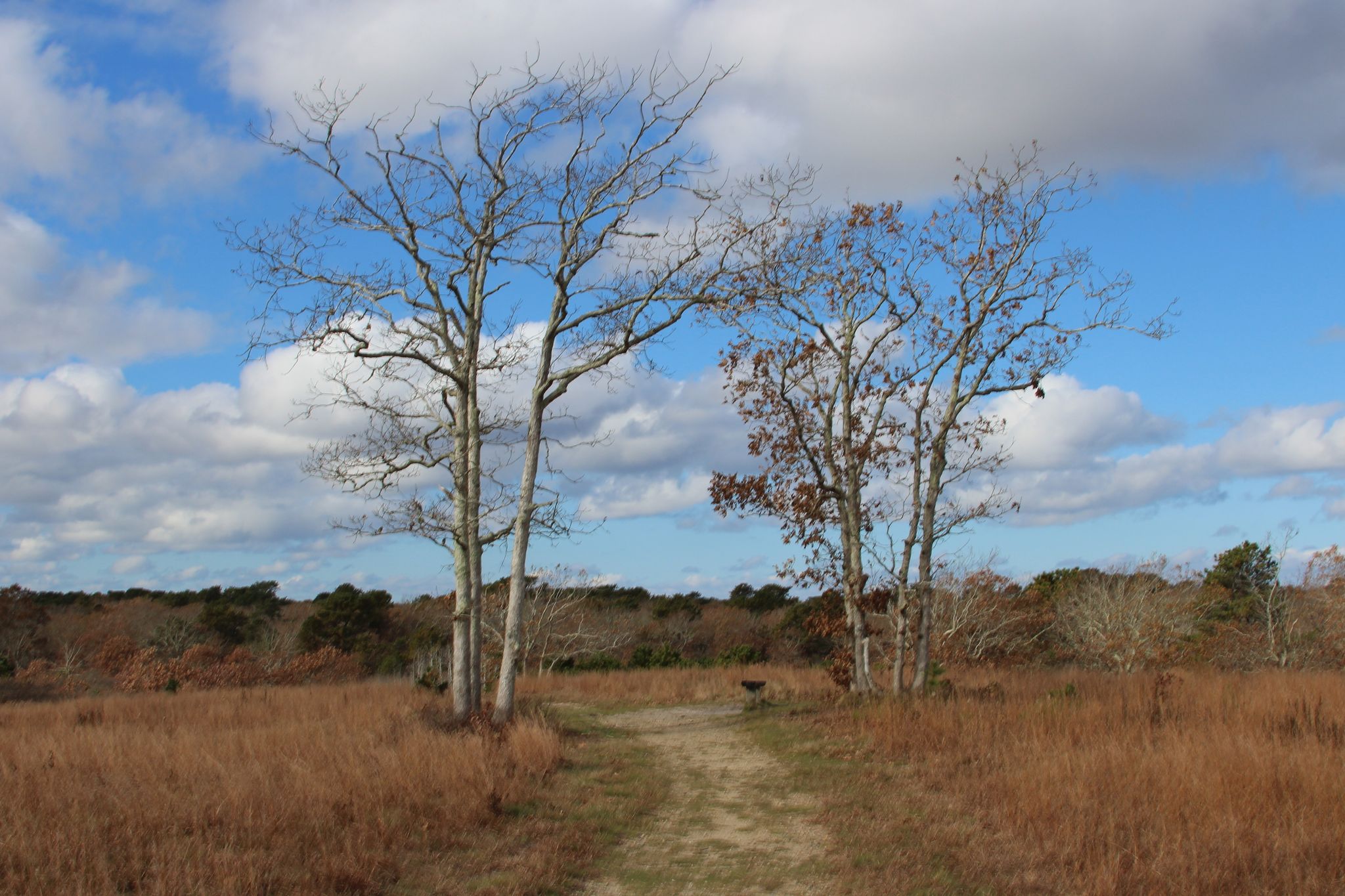 trail leading to bench