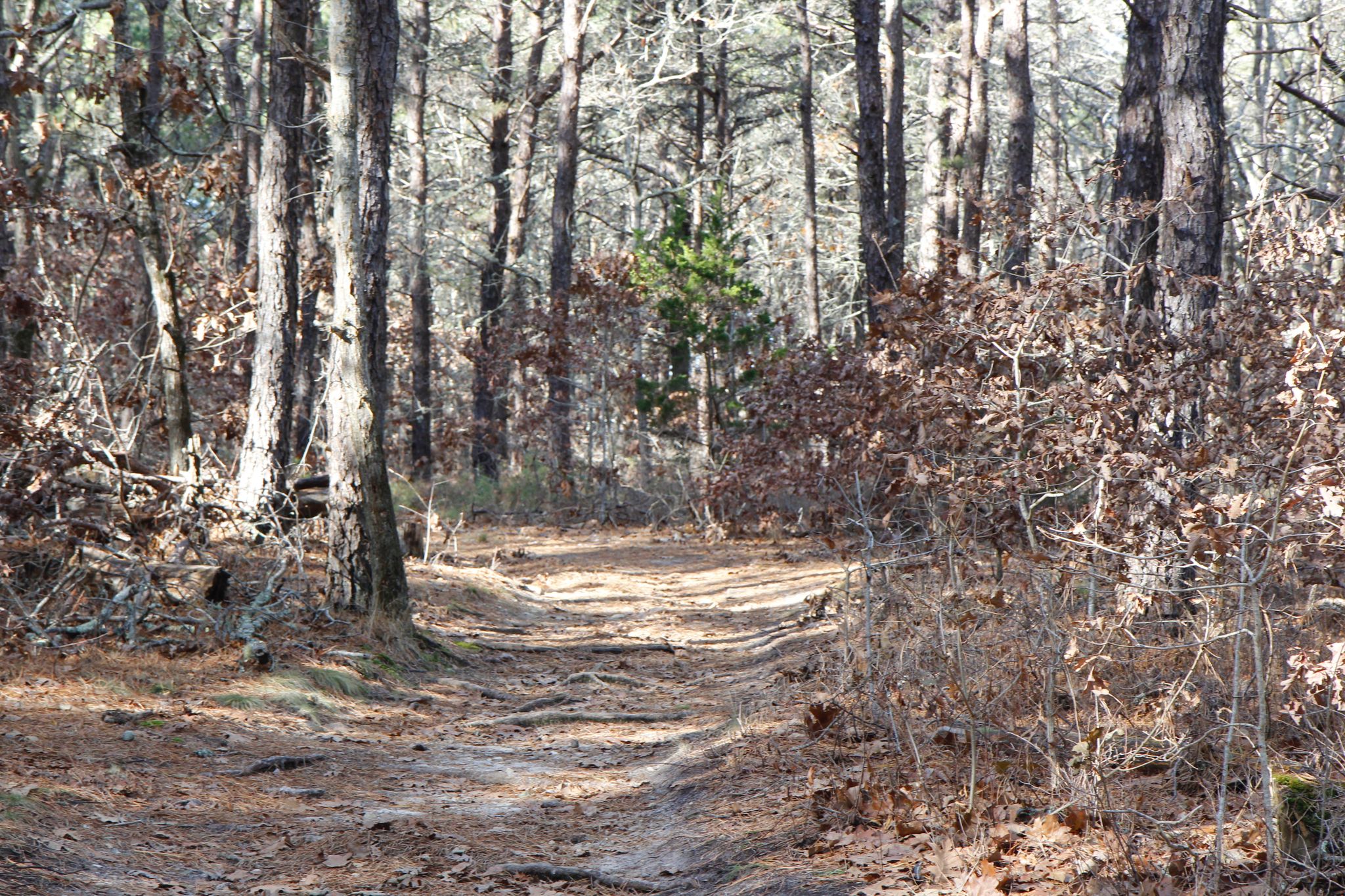 woods trail with some roots