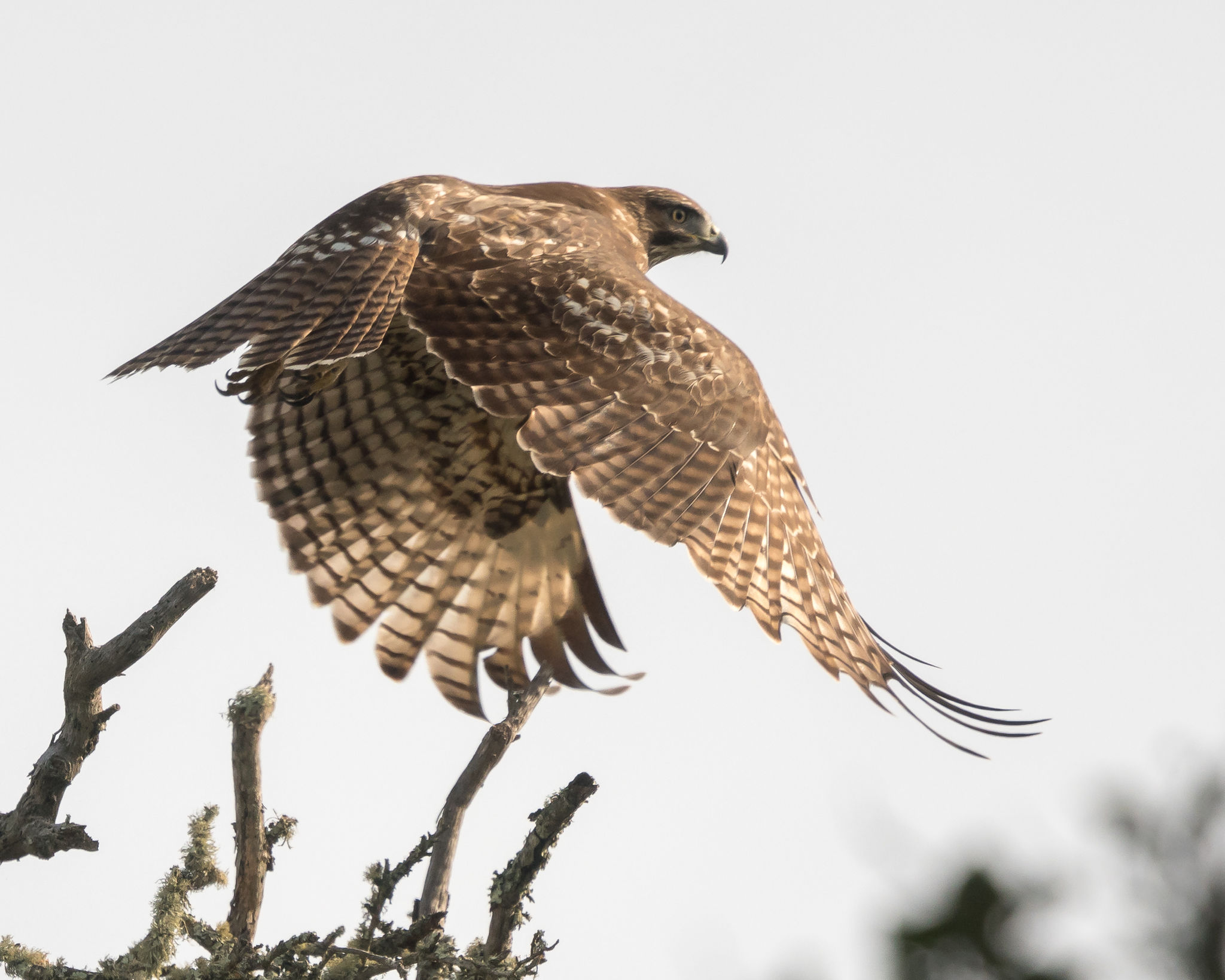 Red-tailed Hawk @ Sobrante Ridge Regional Park