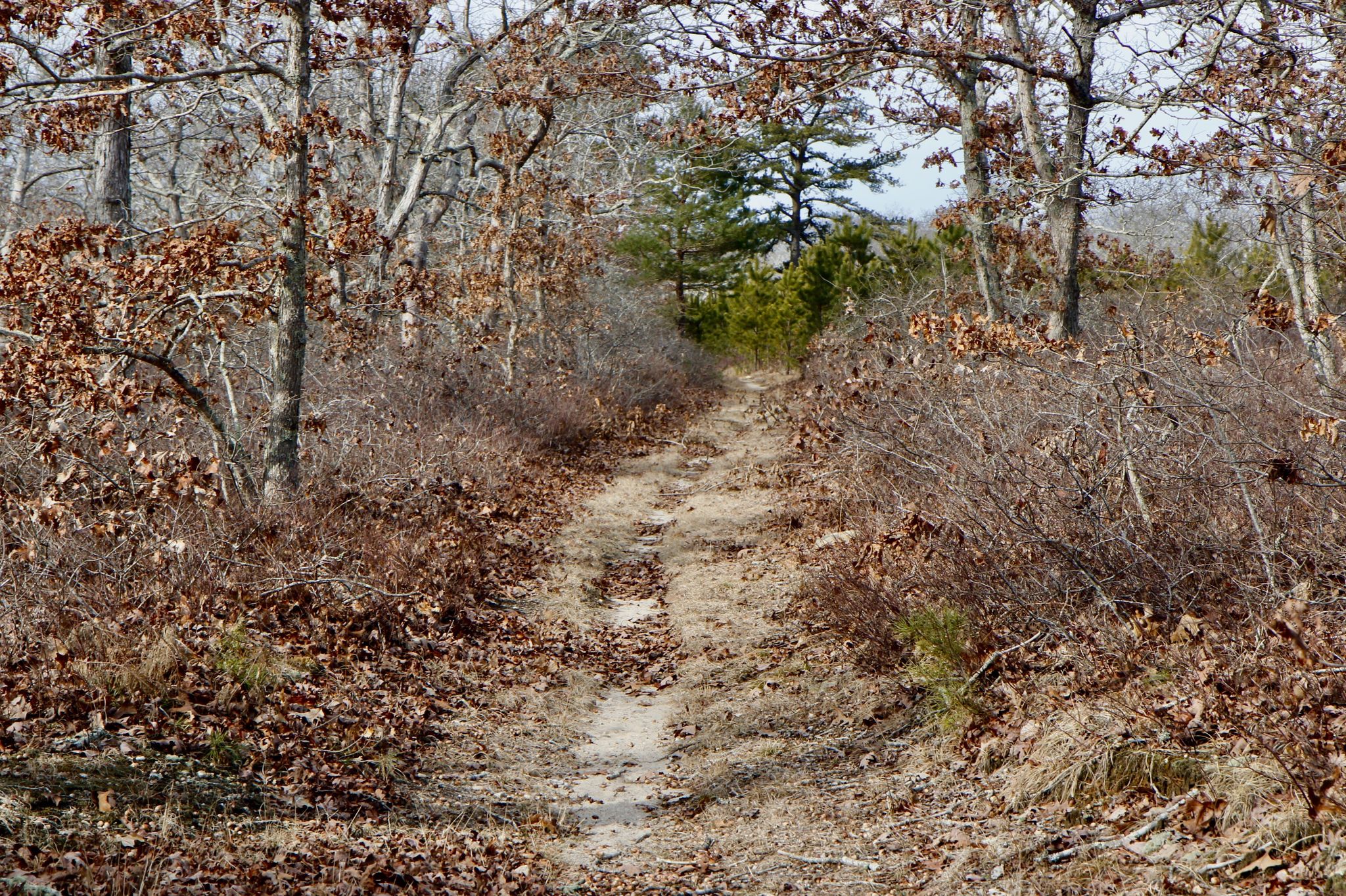 sandy woods trail