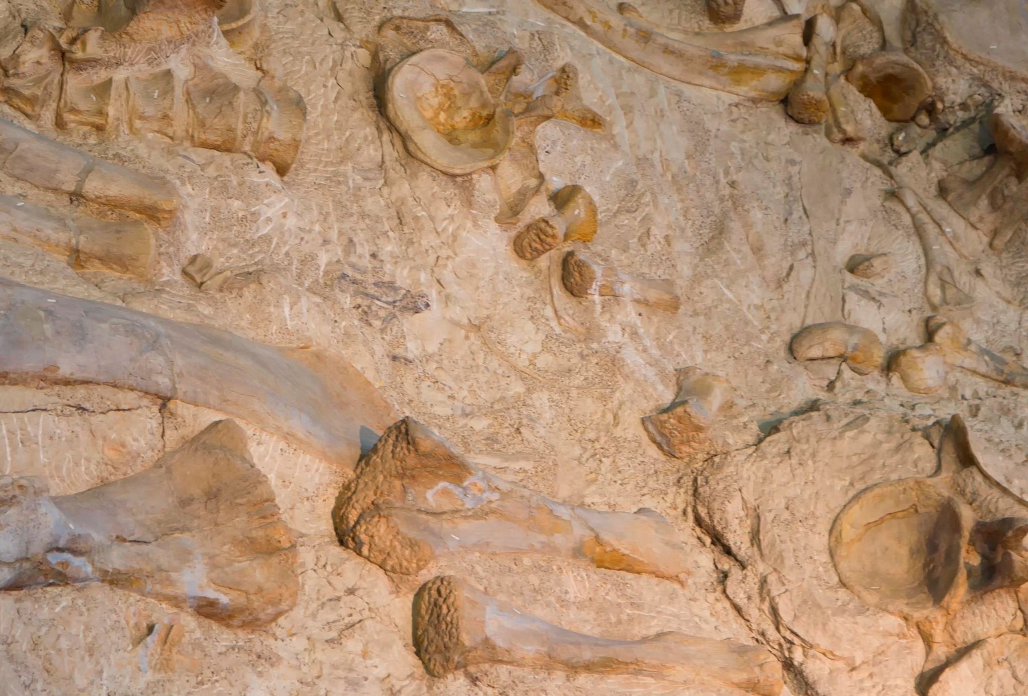 Bones of dinosaurs protrude from the rocky cliff face at Dinosaur National Monument.