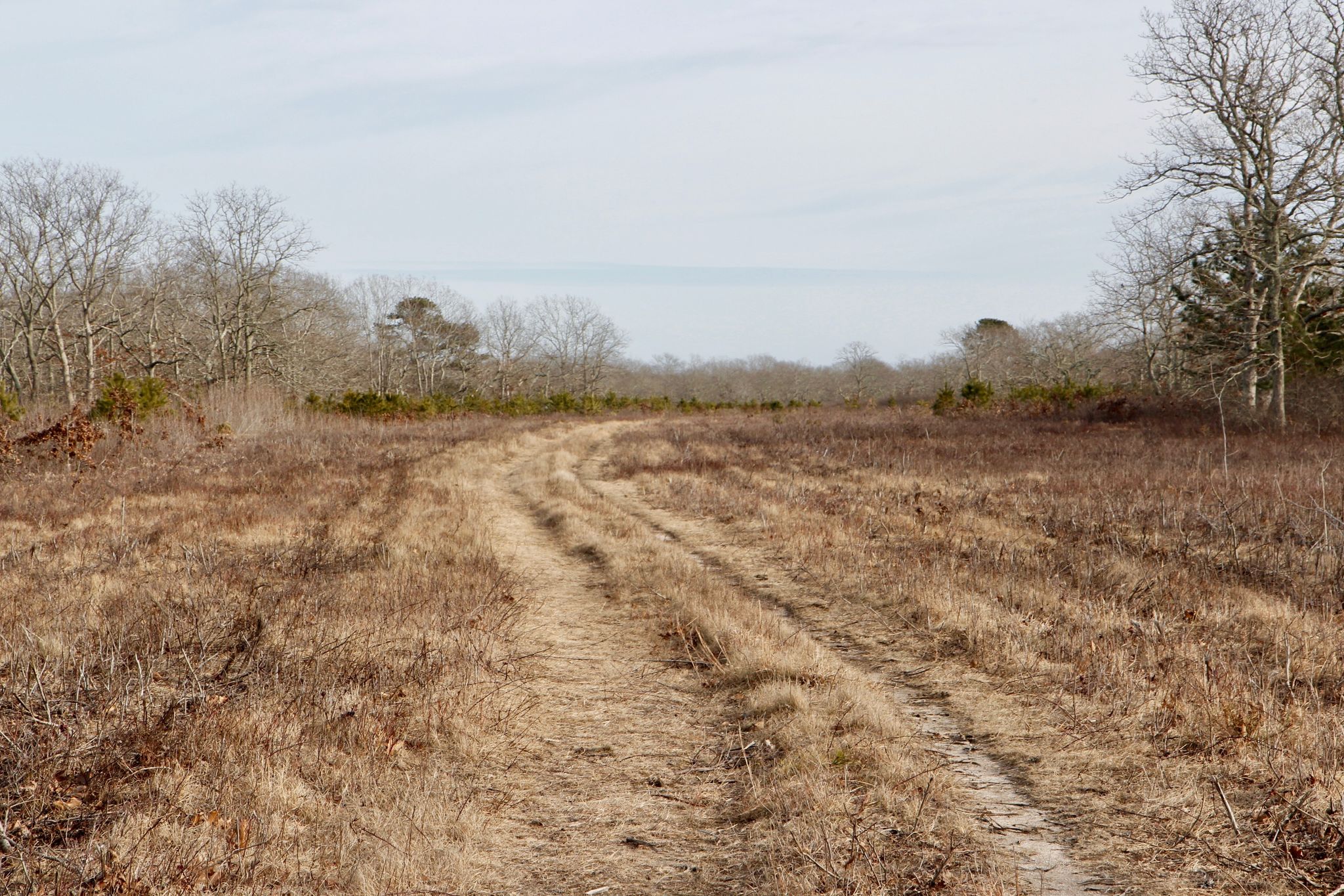 sandy/grassy road through open area