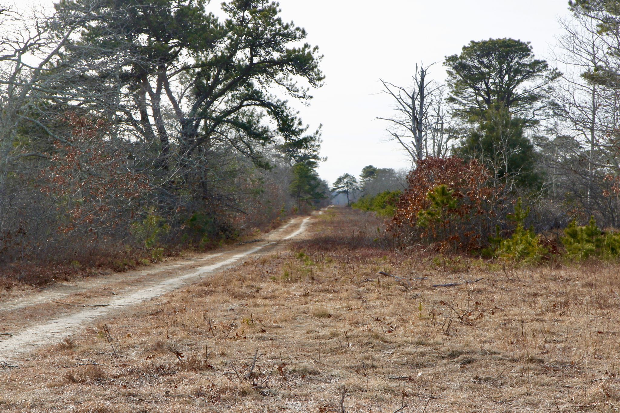 unpaved fire trail (near intersection with paved bike path)