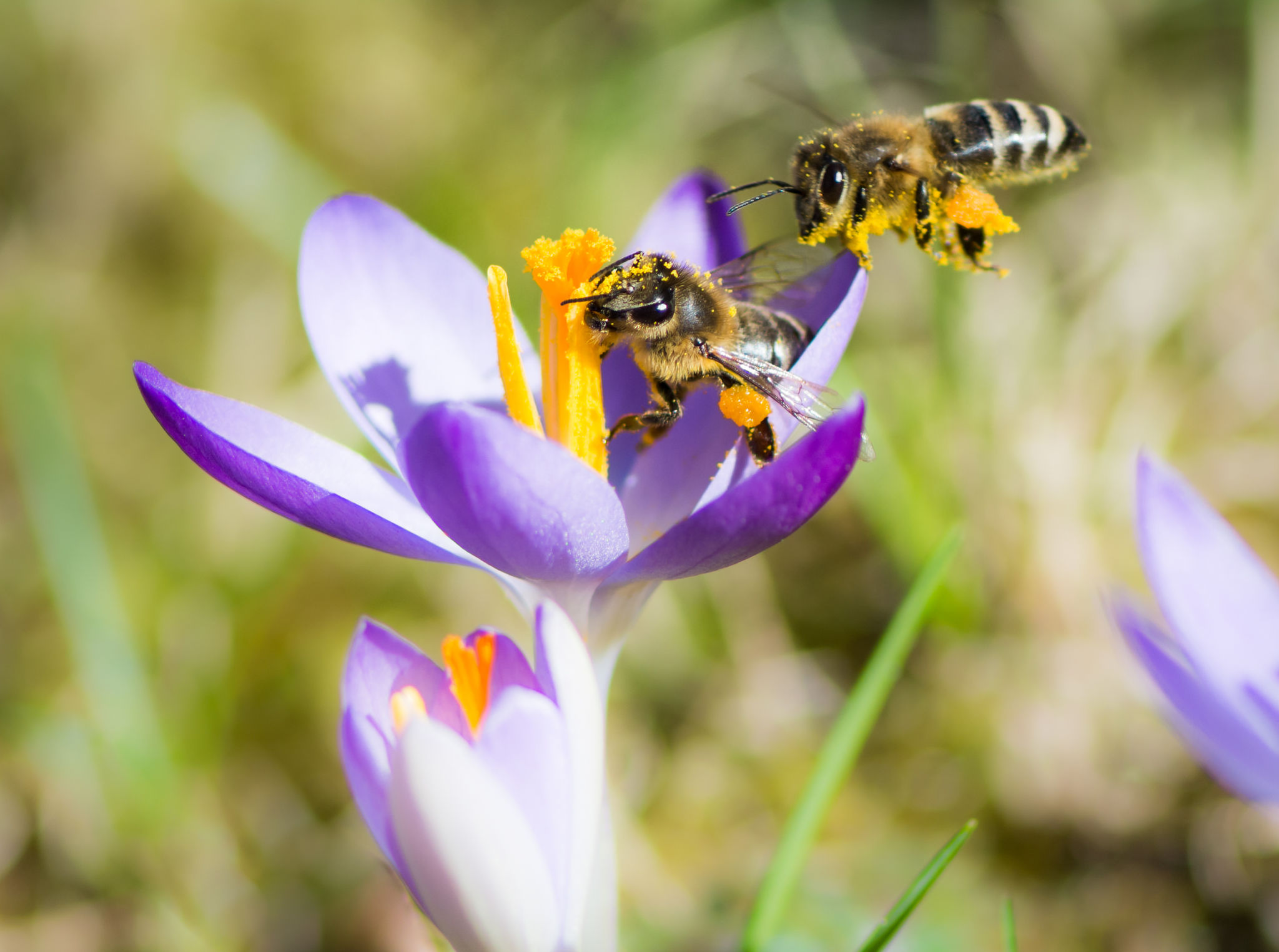 flying-honeybee-pollinating-a-purple-crocus-PVLD9RL.jpg