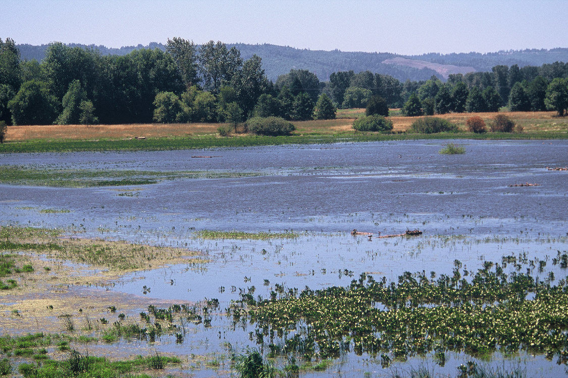 smith-and-bybee-wetlands.jpg