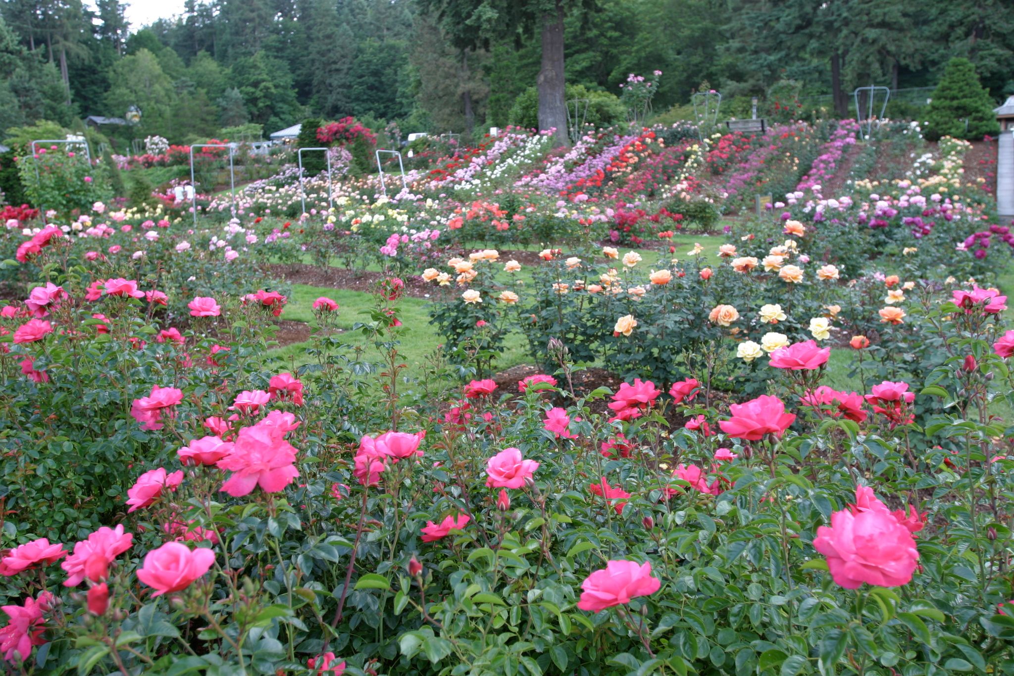 RoseTestGardenPortland.jpg