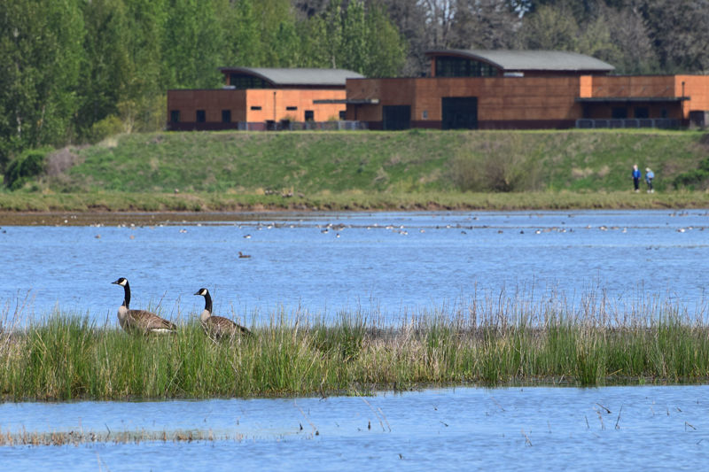 1-WetlandsandBuildings.jpg