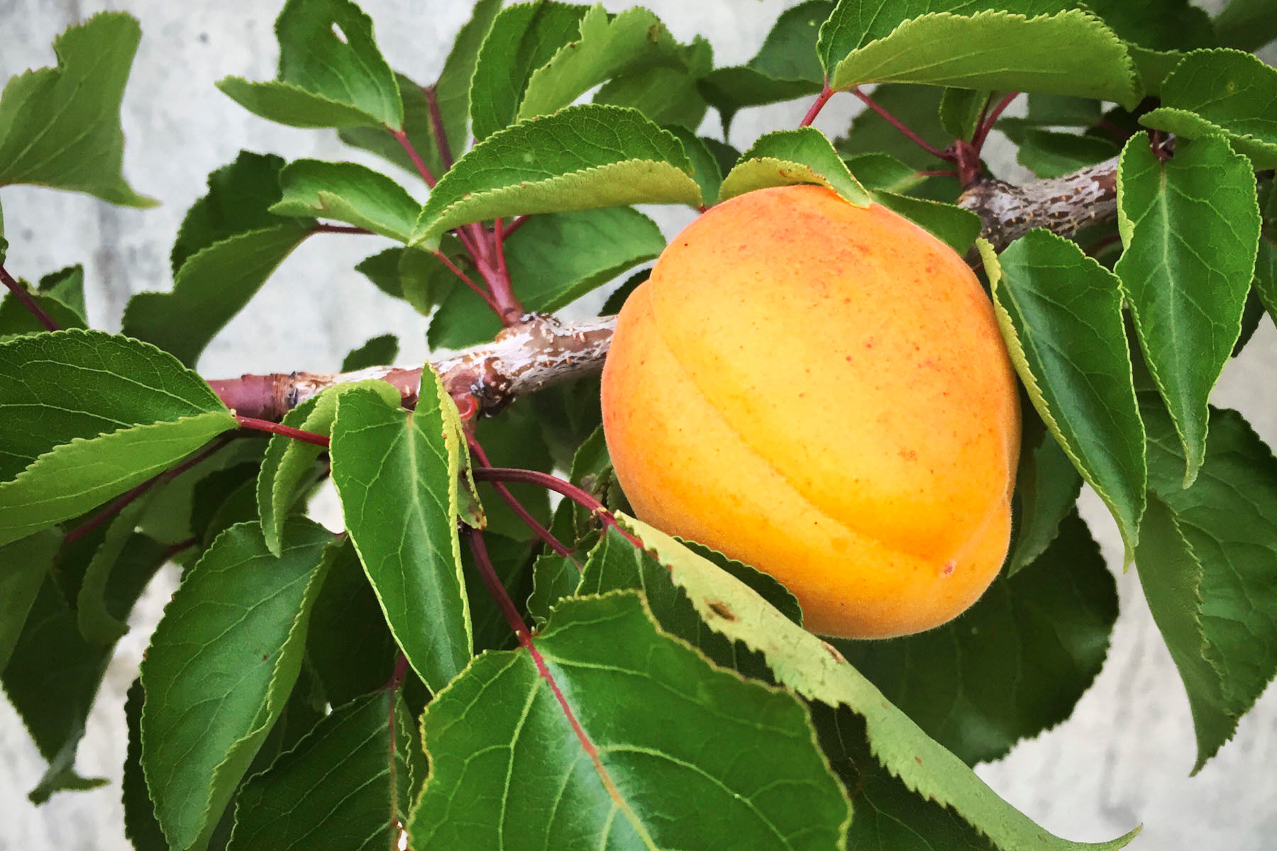 fruit tree