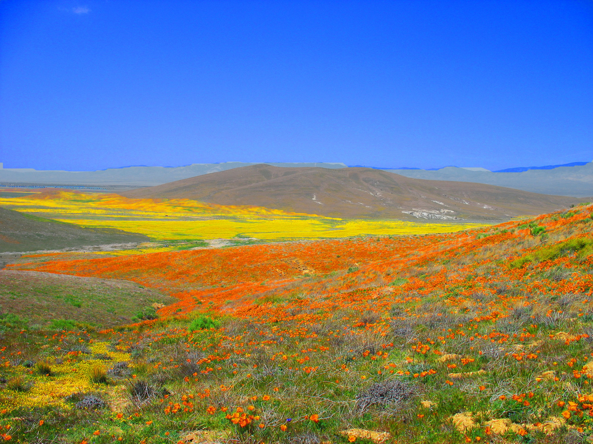 Wild flowers light up the Antelope Valley