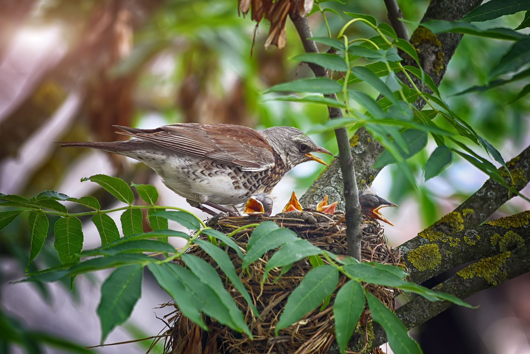 bird-in-the-nest-feeding-their-pets-A7CF4YS.jpg