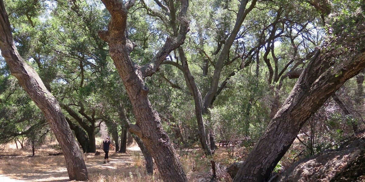 Hiker walking under Oak trees.