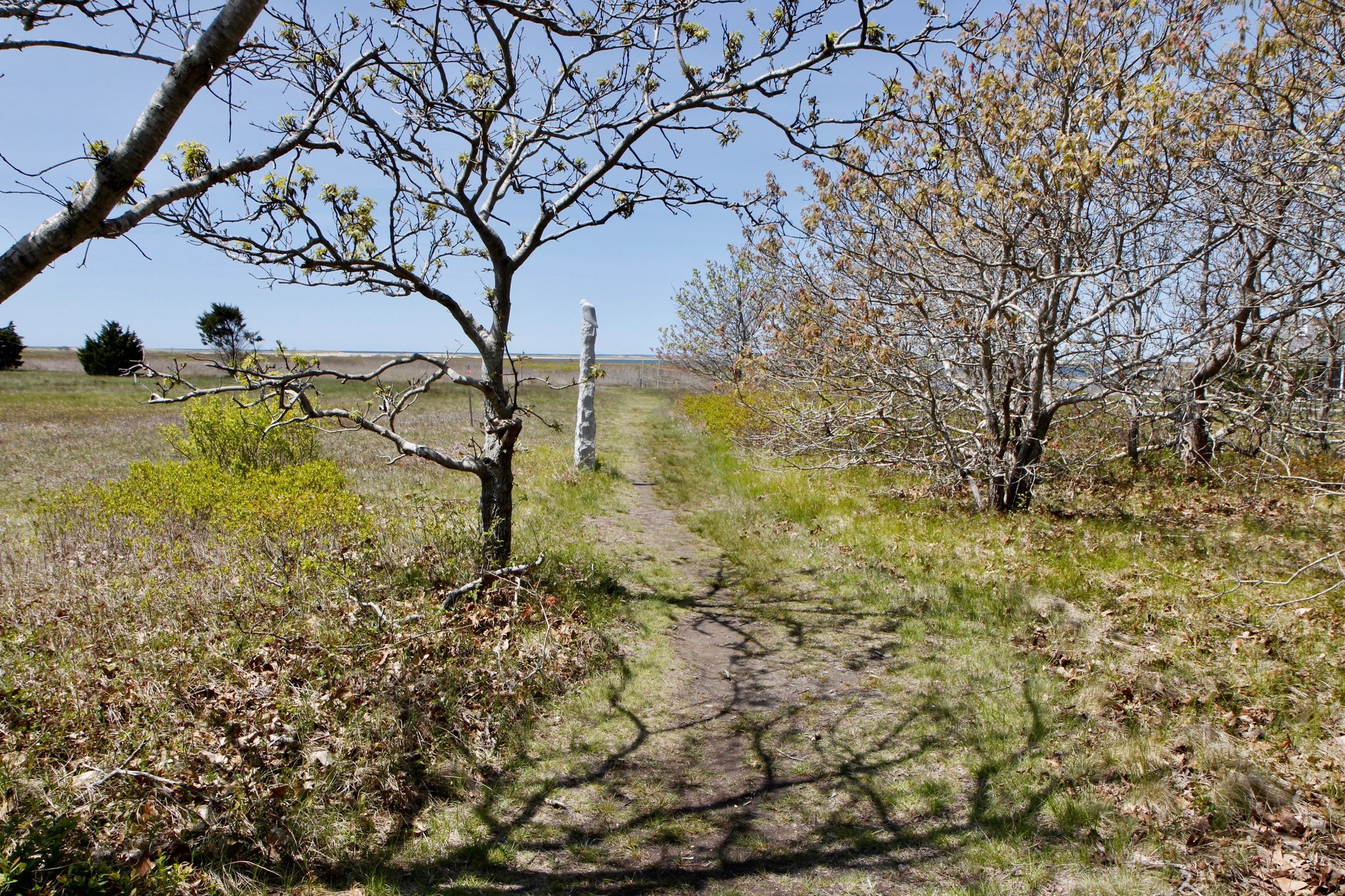 short grassy path