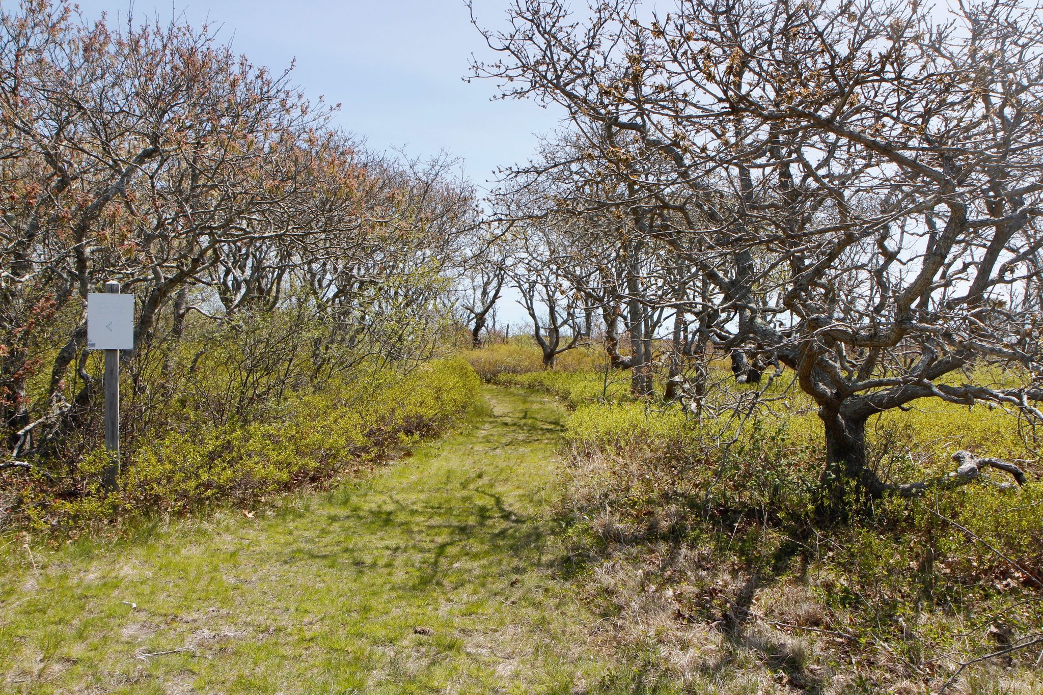 grassy trail