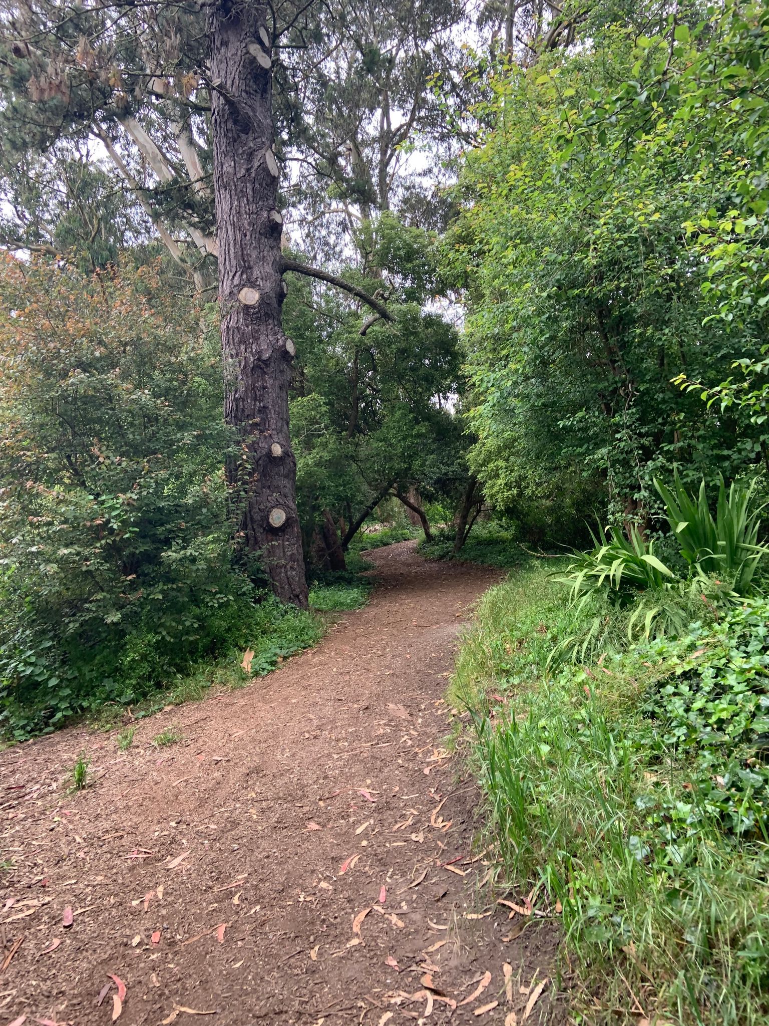Nice trail in Golden Gate Park