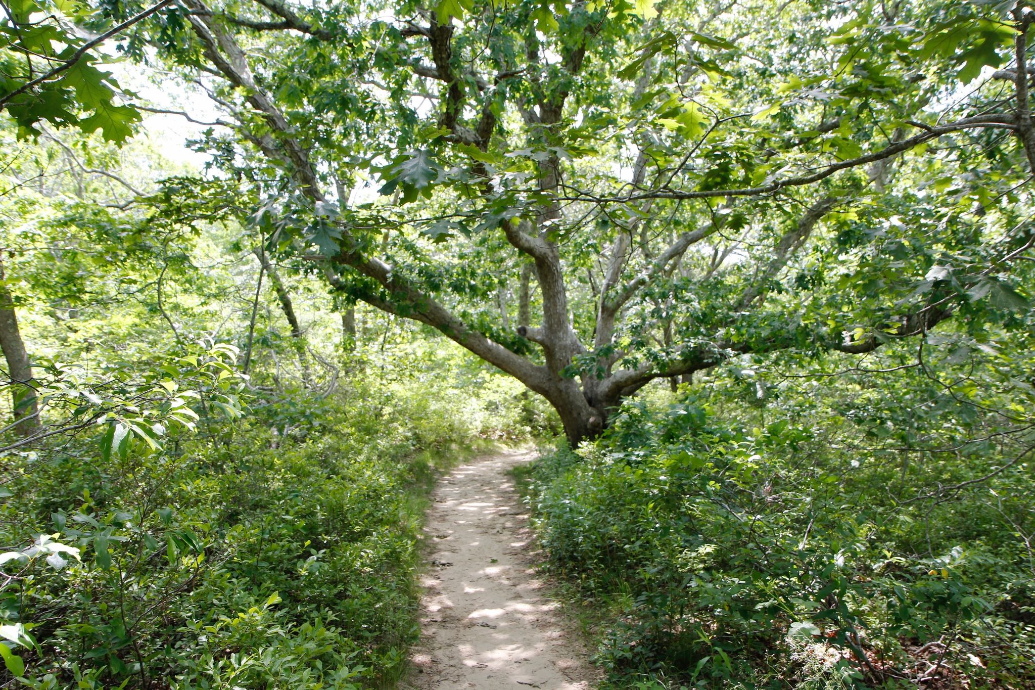 beautiful, large oak