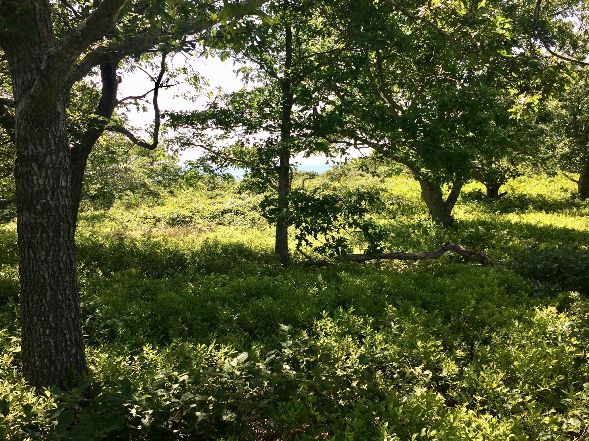 view to water from western side of loop trail